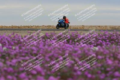 media/Jan-14-2023-SoCal Trackdays (Sat) [[497694156f]]/Turn 14 Exit Bloomig (145pm)/